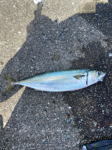 マサバの釣果