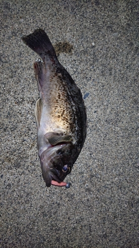 クロソイの釣果