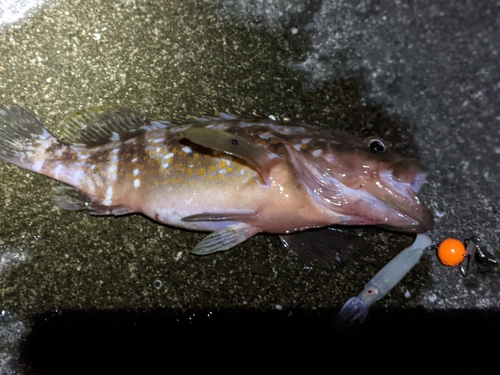 キジハタの釣果