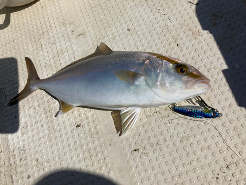 カンパチの釣果