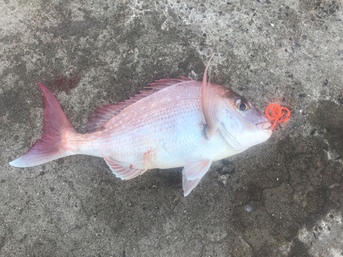 マダイの釣果