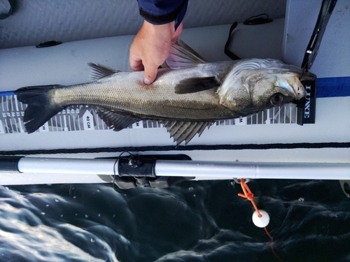 シーバスの釣果