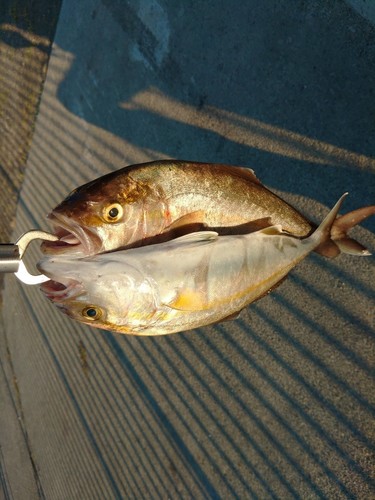 ショゴの釣果