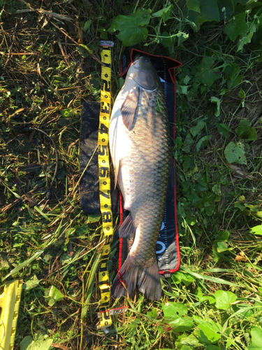 ソウギョの釣果