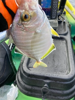 カイワリの釣果