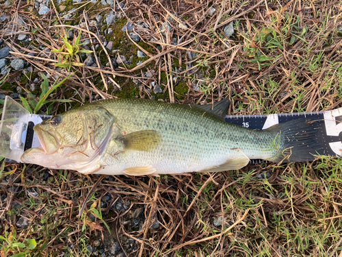 ブラックバスの釣果