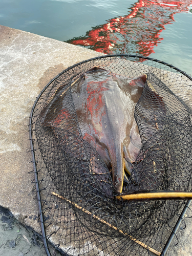 アカエイの釣果