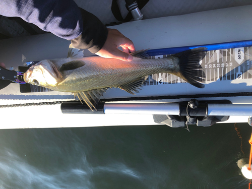 シーバスの釣果