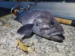 マゾイの釣果