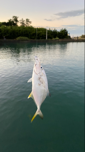 メッキの釣果