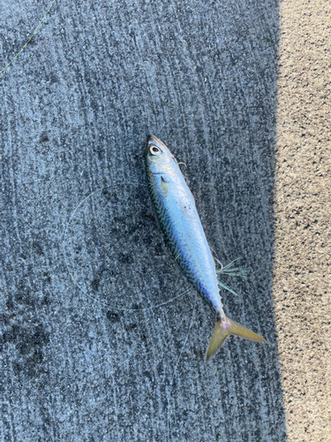 サバの釣果