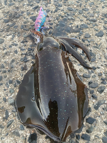 アオリイカの釣果