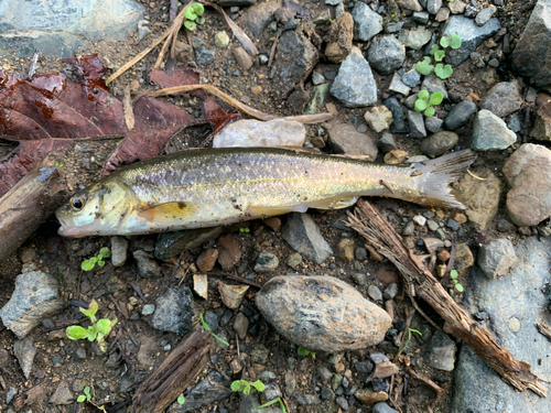 ウグイの釣果