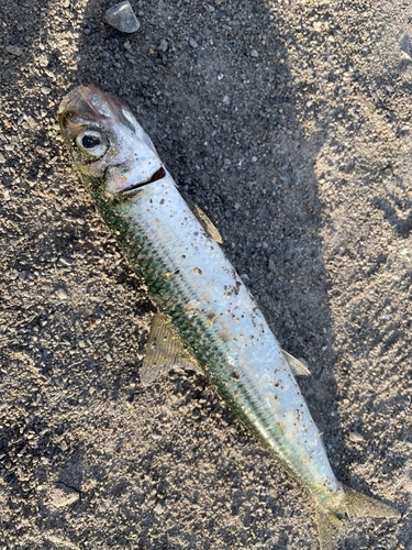 ウルメイワシの釣果