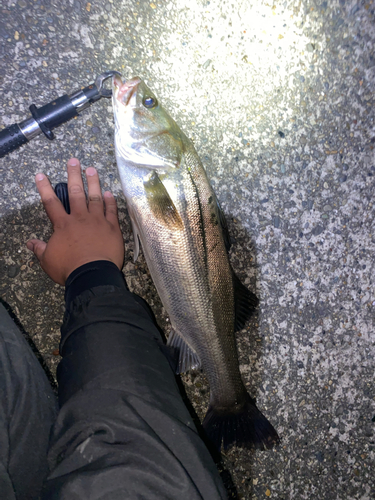 シーバスの釣果