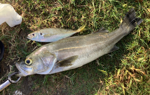 スズキの釣果