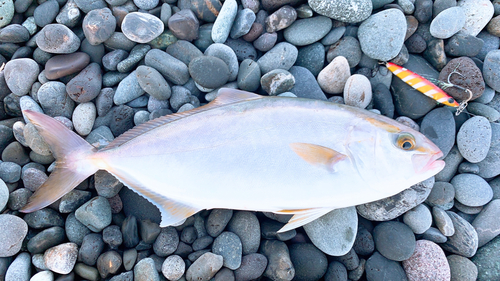 ショゴの釣果