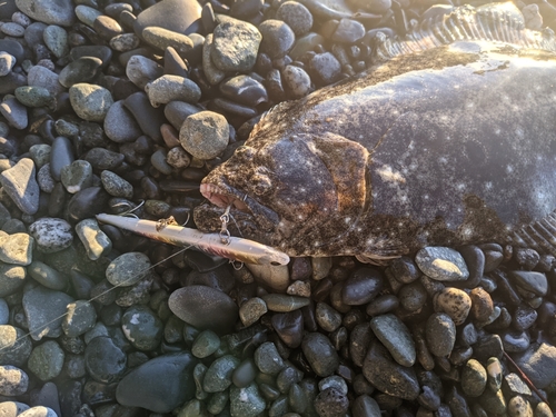 ヒラメの釣果