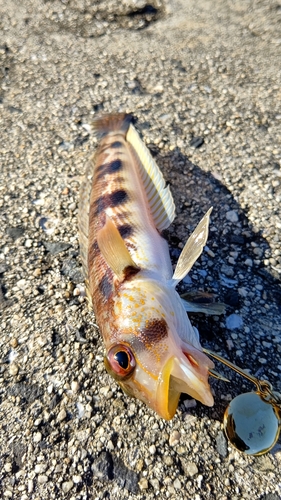 クラカケトラギスの釣果