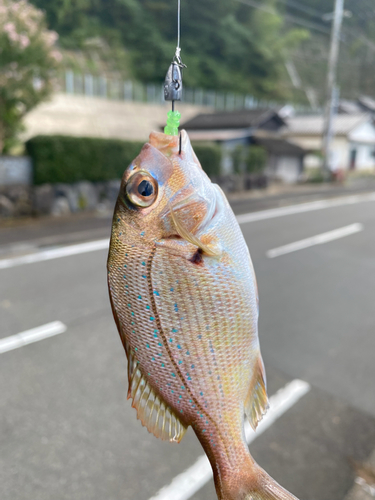 チャリコの釣果