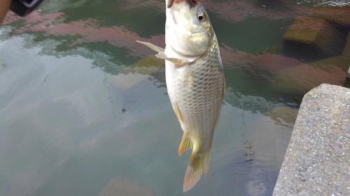 フナの釣果