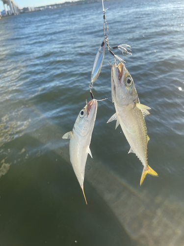 サバの釣果