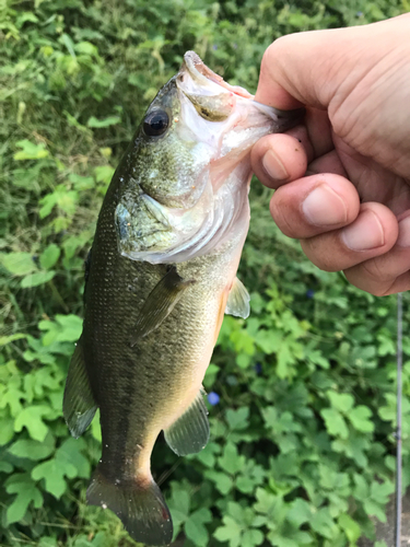 ブラックバスの釣果