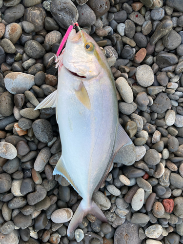 シオの釣果