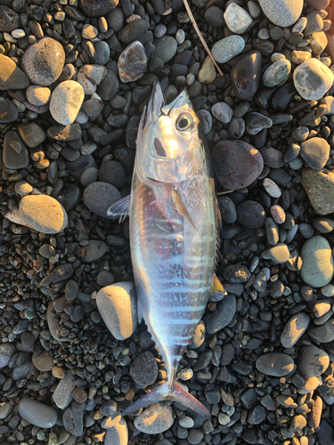 マグロの釣果