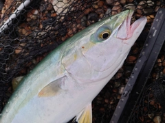 ツバイソの釣果