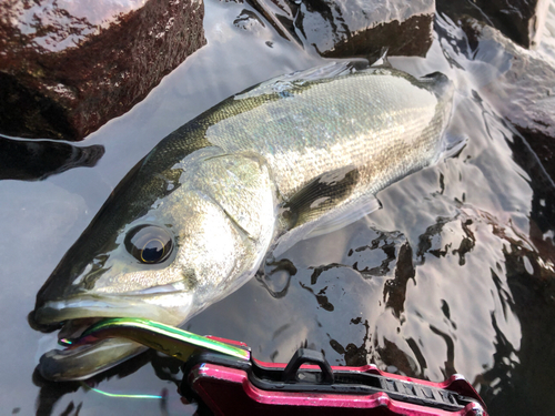 フッコ（マルスズキ）の釣果