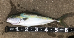 メジロの釣果