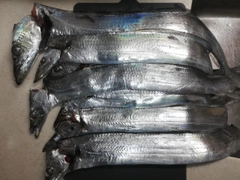 タチウオの釣果