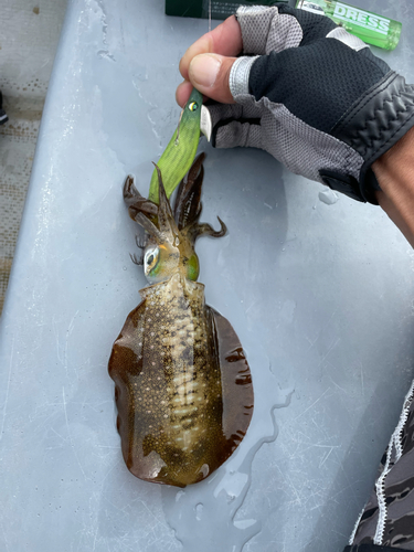 アオリイカの釣果