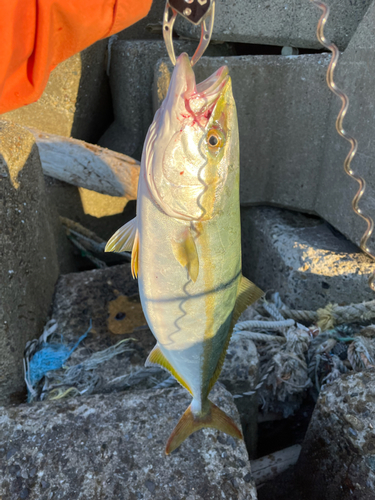 イナダの釣果