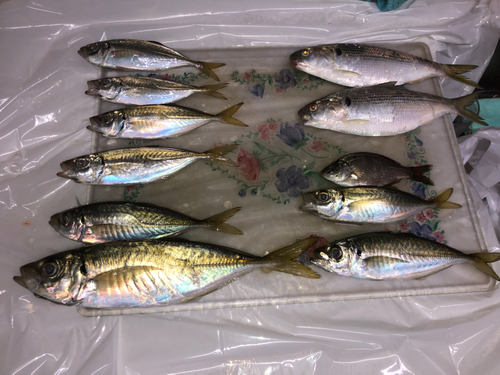 アジの釣果