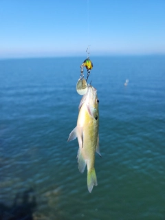 ブルーギルの釣果