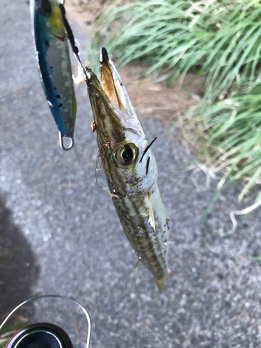 カマスの釣果