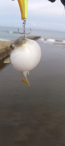 クサフグの釣果