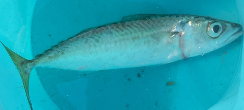 マサバの釣果