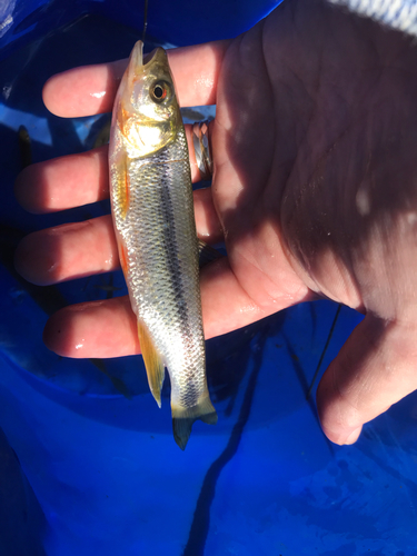 カワムツの釣果