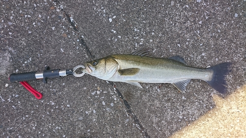 セイゴ（マルスズキ）の釣果