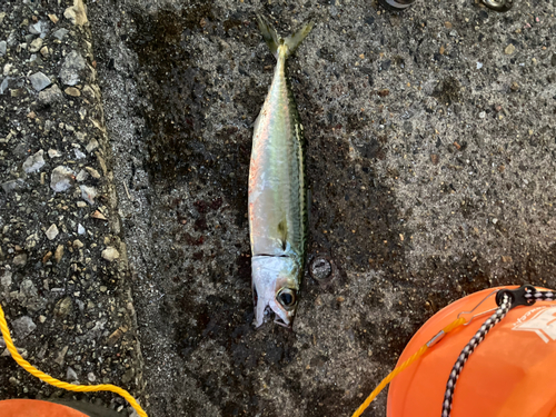 サバの釣果