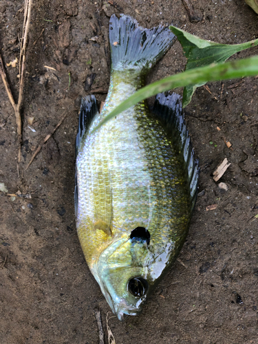 ブルーギルの釣果