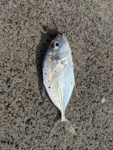 マハゼの釣果