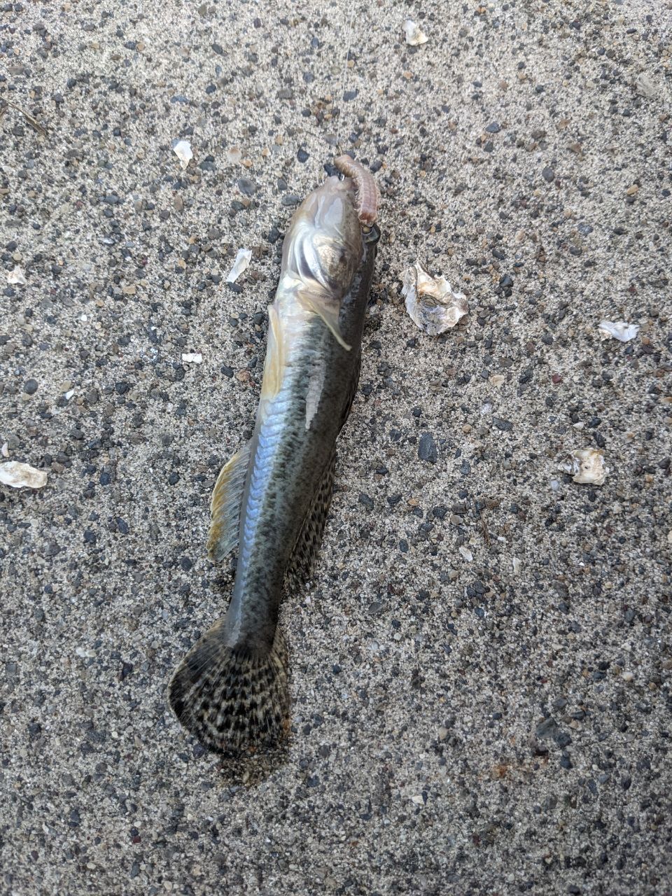 マハゼ