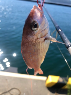 タイの釣果