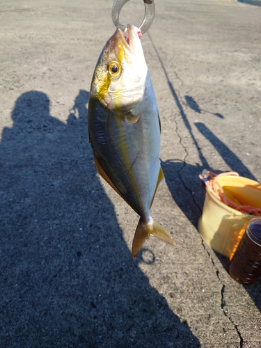 ネリゴの釣果