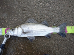 フッコ（ヒラスズキ）の釣果