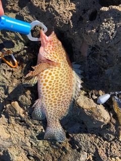 オオモンハタの釣果